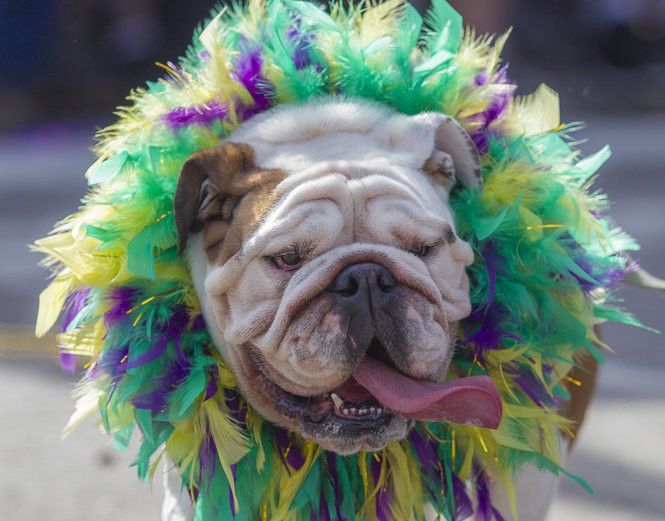 mardi gras dog