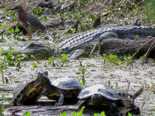 best sights in New Orleans